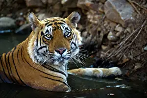 Ranthambhore: 80186612 Tiger - in water Ranthambhore National