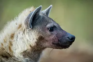 Hyena: 80186617 Spotted Hyena Maasai Mara, Kenya Crocuta