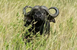 Syncerus: 80186622 Cape buffalo Maasai Mara, Kenya Syncerus