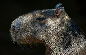 Cuiaba: 80186626 Capybara Cuiaba River, Mato Grosso, Brazil