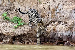 Cuiaba: 80186628 Jaguar Cuiaba River, Mato Grosso, Brazil