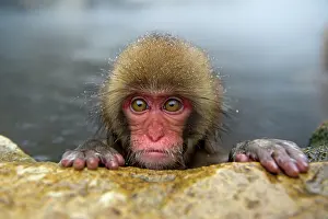 Jigokudani: 80186635 Japanese Macaque - in water Jigokudani