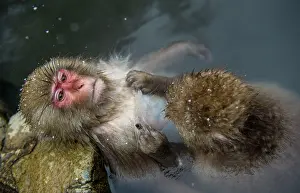 Jigokudani: 80186642 Japanese Macaque - grooming in water Jigokudani