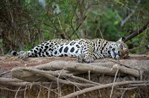 Brothers: 80186647 Jaguar - resting Three Brothers River