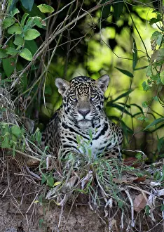 Chris Brunskill: 80186656 Jaguar - resting Cuiaba River, Mato Grosso