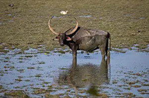 Chris Brunskill: 80186658 Asiatic Buffalo Kaziranga National Park