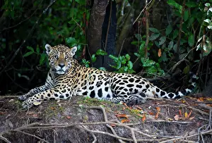 Chris Brunskill: 80186661 Jaguar - resting Cuiaba River, Mato Grosso