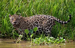 Chris Brunskill: 80186662 Jaguar - in reeds Cuiaba River, Mato Grosso