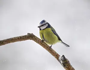 Resident: 80186663 Blue Tit - perched on branch in snowy conditions