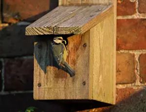 Nestbox: 80186664 Blue Tit - parent - returned to nestbox