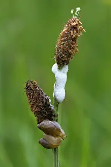 Trust: 80186670 Garden Snails - mating on plantain plant