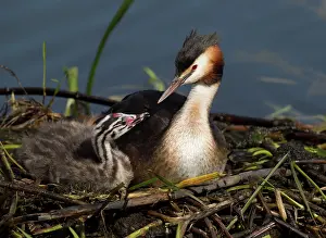 Stems: 80186671 Great Grested Grebes - parent and chick