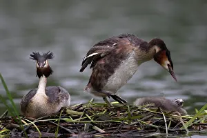 Stems: 80186672 Great Grested Grebes - parents and chick