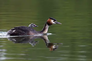 Grebes: 80186673 Great Grested Grebes- chick nestled in
