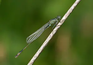 Trust: 80186674 Blue-tailed Damselfly - immature - male
