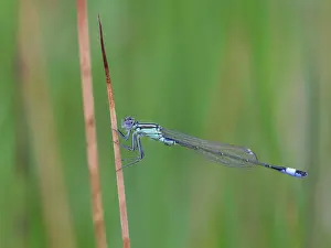 Trust: 80186677 Blue-tailed Damselfly - male - perched