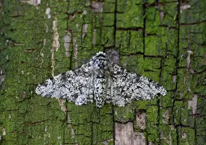 Bodied: 80186680 Peppered Moth - resting on bark - July