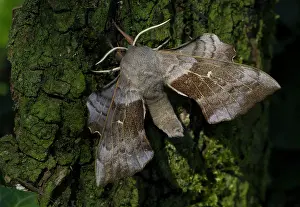 Curved: 80186681 Poplar-hawk Moth - resting on bark - July