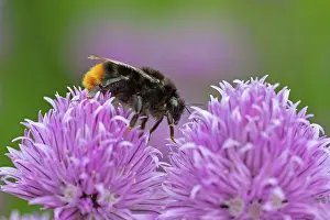 Worker: 80186682 Red-Tailed Bumblebee - worker female feeding