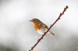 Breast: 80186683 Robin - perched on branch - in snow - March