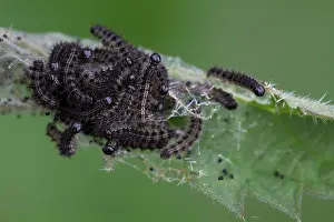 Droppings: 80186686 Small Tortoiseshell Butterfly Larvae -