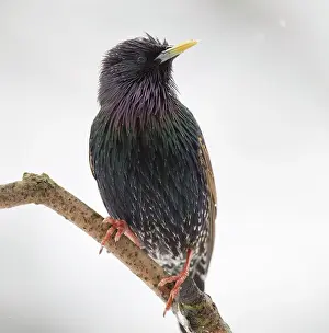 Population: 80186687 Starling - perched on branch - visiting