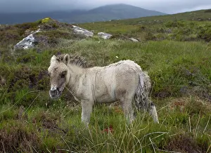 Hebridean: 80186693 Eriskay pony - foal - on moorland Near