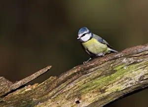 Cheeks: 80186703 Blue Tit - perched on branch - Winter Cannock