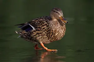 Droplets: 80186716 Mallard - female - walking across ice on