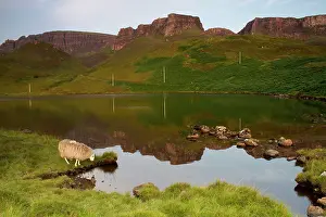 Skye: 80186718 Loch Langaig and the Quiraing - sheep drinking