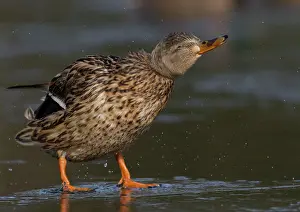 Droplets: 80186721 Mallard - female - shaking feathers to