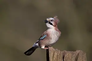 Sized: 80186735 Eurasian Jay - perched on gate post - with