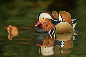 Status: 80186736 Mandarine duck - male - swimming in stream