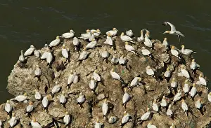 Gannets: 80186737 Northern gannets - at Bempton Cliffs -