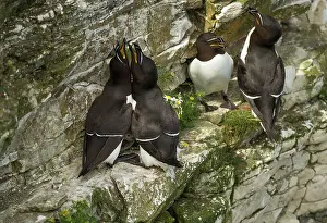 Amber: 80186738 Razorbills - adults - chick - displaying