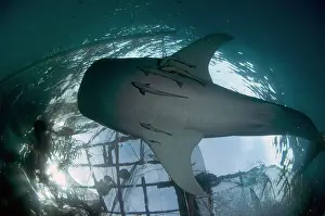 Typus: 80186739 Whale Shark - showing underside with Remoras