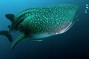 Typus: 80186740 Whale Shark - with small fish and Remoras