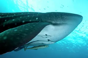 Typus: 80186741 Whale Shark - with Remoras Cenderawasih