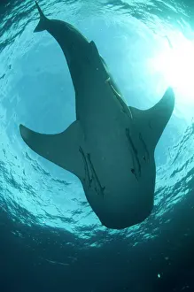Typus: 80186742 Whale Shark - underside with Remoras with