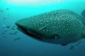 Typus: 80186743 Whale Shark - with small fish and Remoras