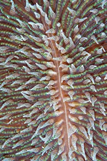 Polyps: 80186744 Mushroom Coral - polyps - Kwatisore Point