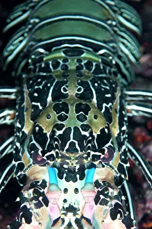 Lobster: 80186745 Painted Spiny Lobster - Kwatisore Point