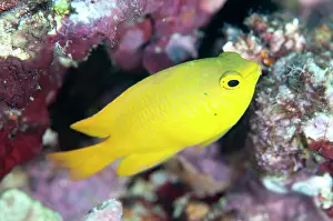 Damsel: 80186747 Yellow Damsel Tanjung Riarwepan dive site