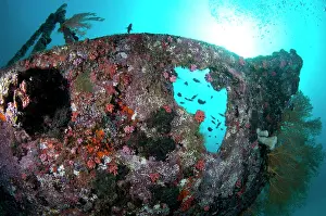 Wreck: 80186748 Cross wreck - hole in ship with sun in