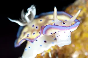 Wreck: 80186750 Kune's Chromodoris Nudibranch Pillbox wreck