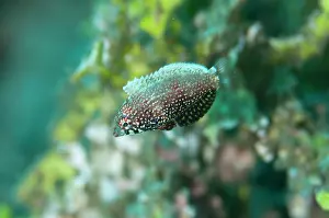 Tanjung: 80186751 Black Wrasse - Juvenile Tanjung Saukris