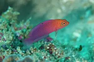 Dottyback: 80186752 Chequered Dottyback Tanjung Saukris dive