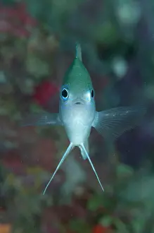 Wreck: 80186753 Reid's Damselfish - face-on Bomber wreck