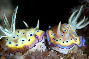 Nudibranches: 80186754 Kune's Chromodoris Nudibranches - mating