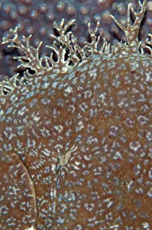 Dampier: 80186755 Tasselled Wobbegong Shark - on coral (Cyphastrea
